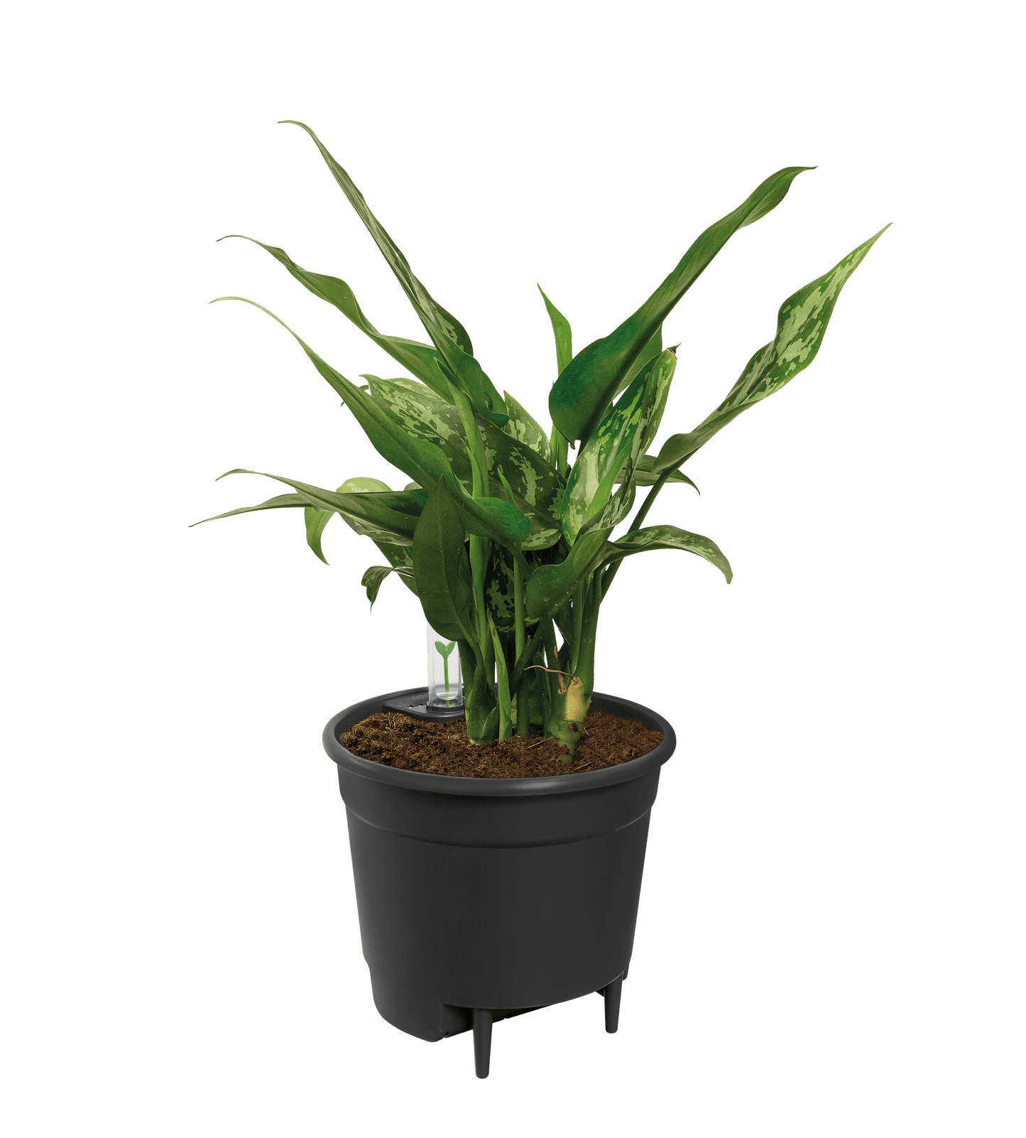 Wasserspeicher-Einsatz – 21 cm - Botanic-Vibes