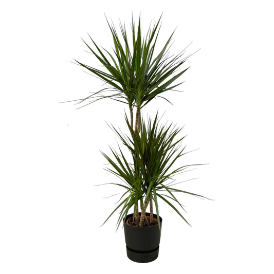 Dracaena Marginata – 120 cm – Ø21 inkl. elho Greenville Round Schwarz D24×H23 - Botanic-Vibes