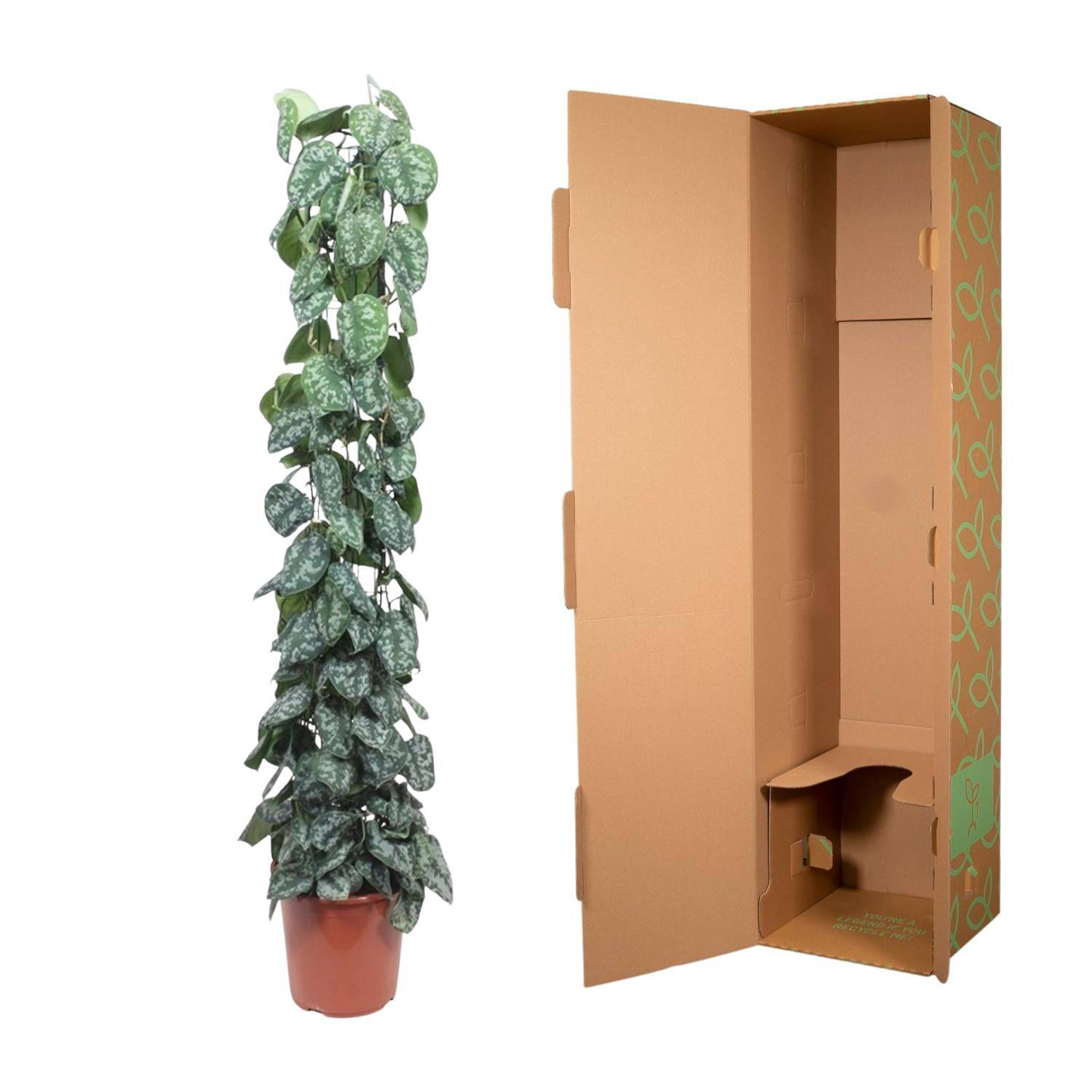 Scindapsus pictus Trebie – mit Gitter – 160 cm – Ø27 - Botanic-Vibes