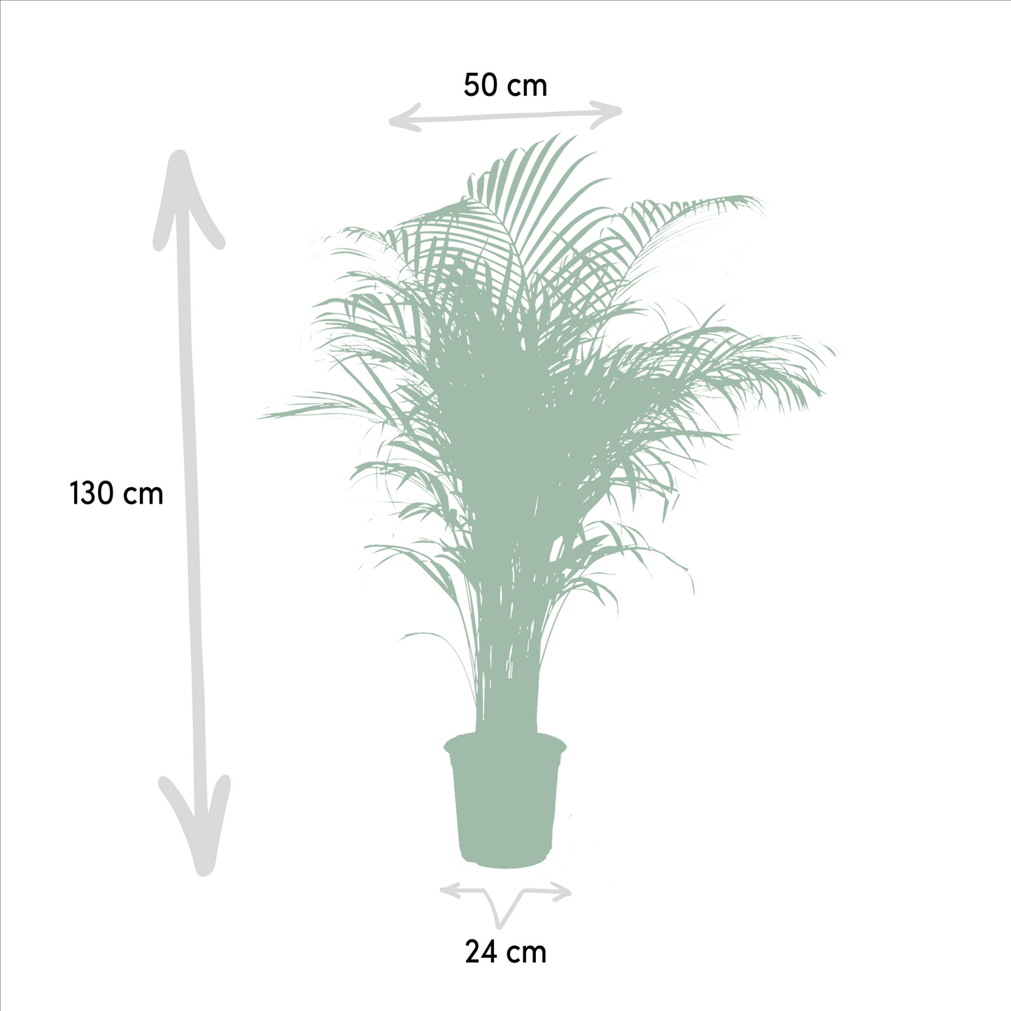 Areca-Palme – Ø21 cm – 130 cm