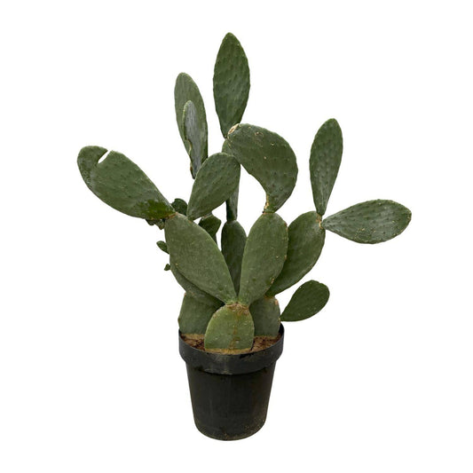 Opuntia ficus indica – 120 cm – Ø50 - Botanic-Vibes