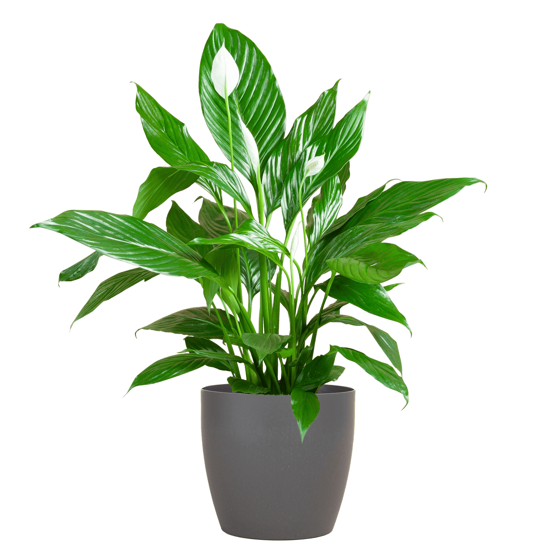 Spathiphyllum mit Viber grau – 80 cm – Ø21 - Botanic-Vibes