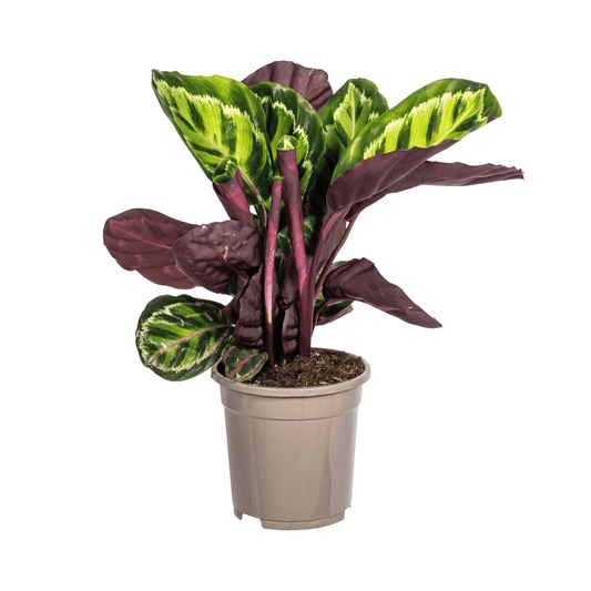 Calathea Roseopicta Ø17cm - ↕40 - 50cm - Botanic-Vibes