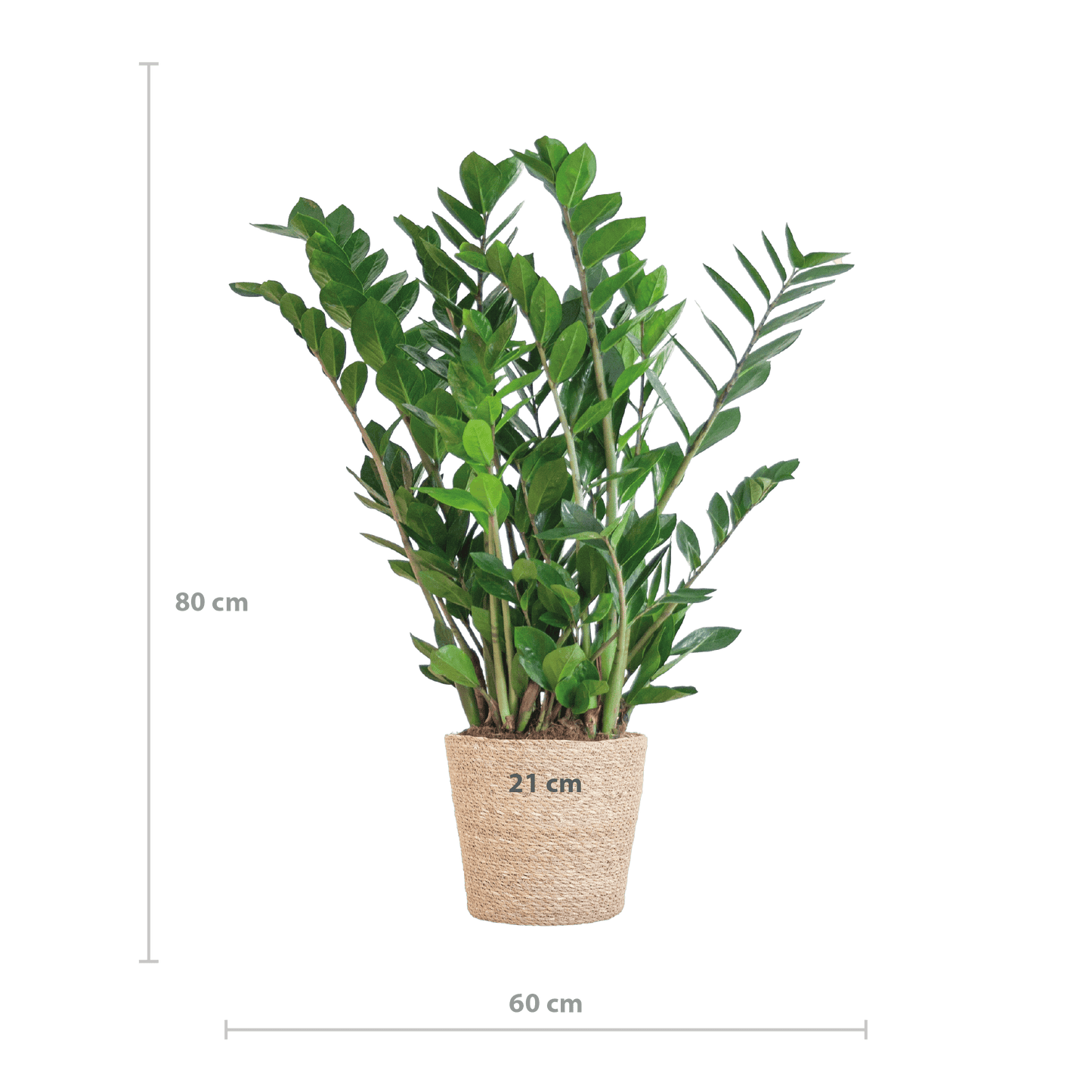 Zamioculcas Zamiifolia mit Sofia-Korb natur  - 80cm - Ø21 - Botanic-Vibes