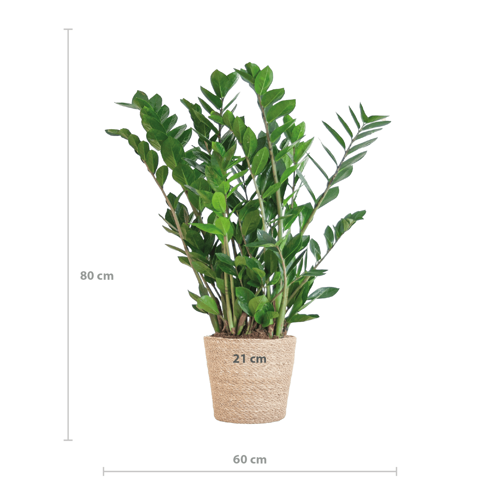 Zamioculcas Zamiifolia mit Sofia-Korb natur  - 80cm - Ø21 - Botanic-Vibes
