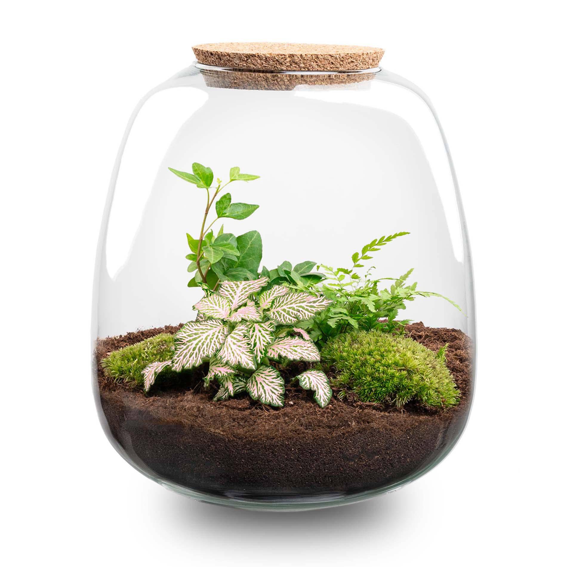 Pflanzterrarium „Emma“ – DIY-Set – 25 cm – Ø23 cm – Fittonia Pink Tiger - Botanic-Vibes