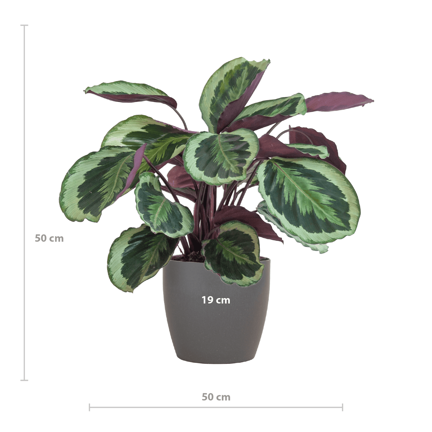Calathea Medaillon mit Viber Grau- 65cm - Ø21 - Botanic-Vibes