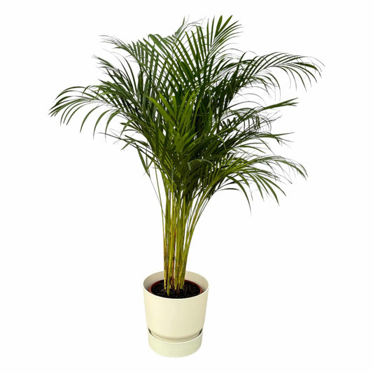 Areca-Palme – 130 cm – Ø24 inklusive elho Greenville Round Weiß D30×H28 - Botanic-Vibes