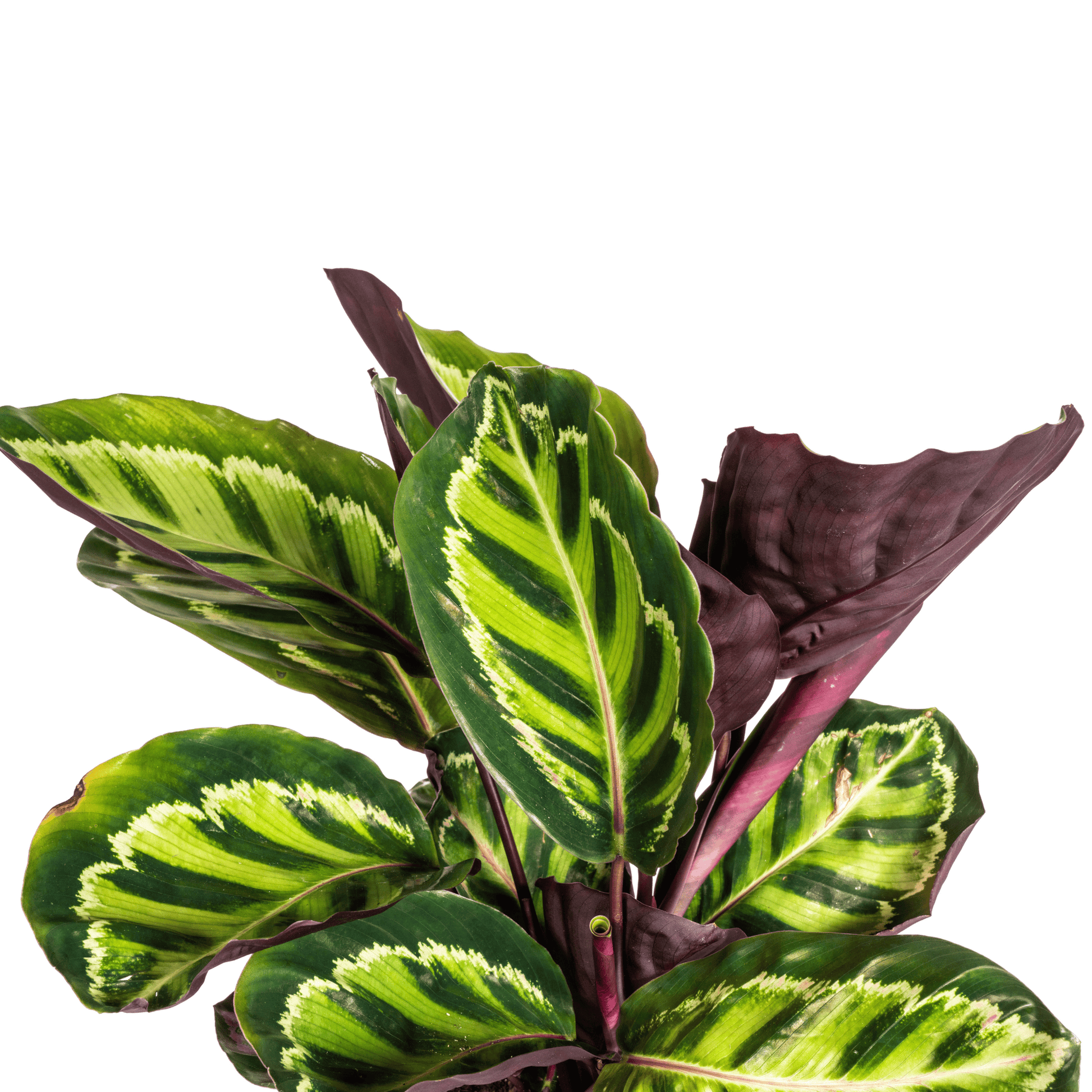 Calathea Roseopicta Ø17cm - ↕40 - 50cm - Botanic-Vibes