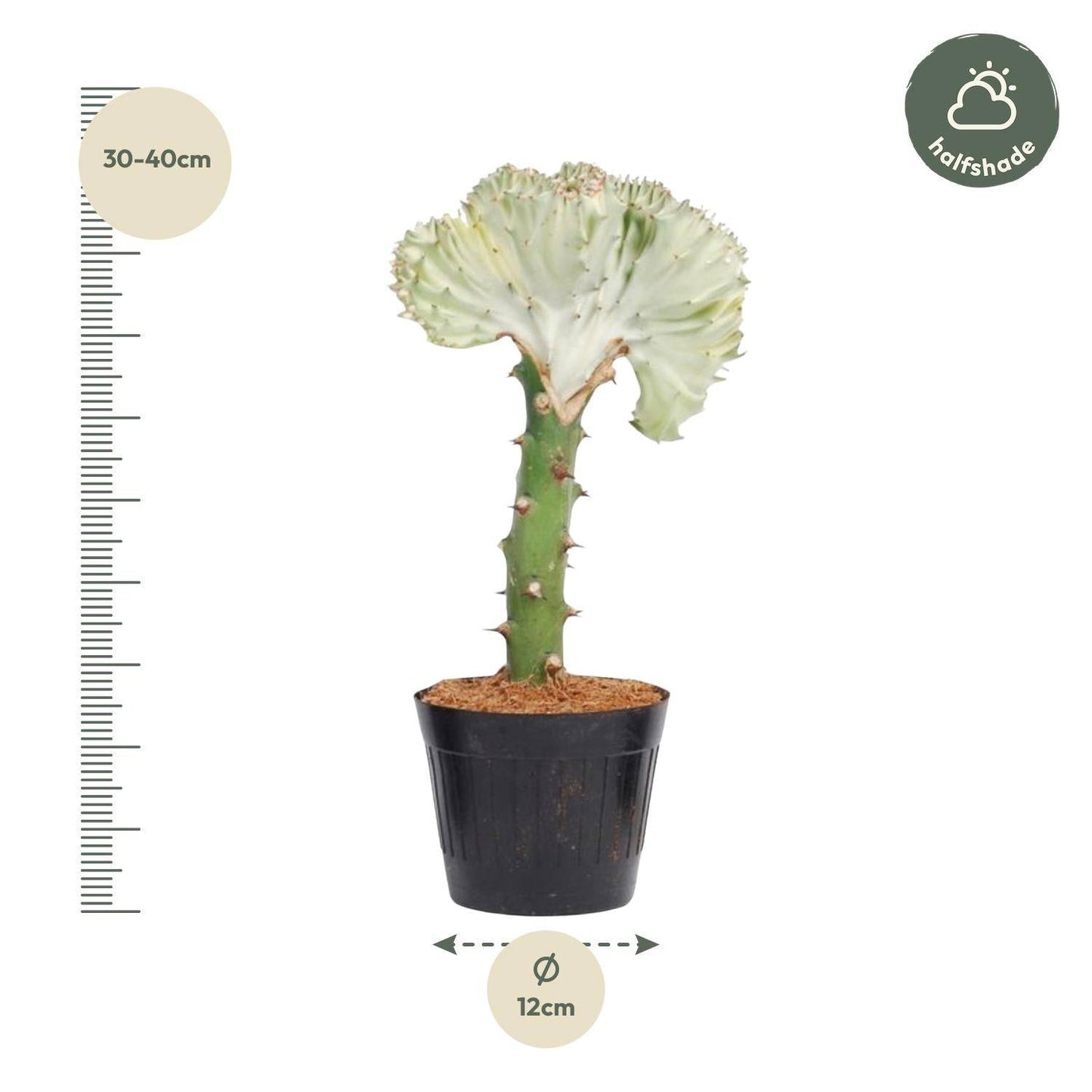 Euphorbia lactea cristata weiß – 35 cm – Ø12 - Botanic-Vibes