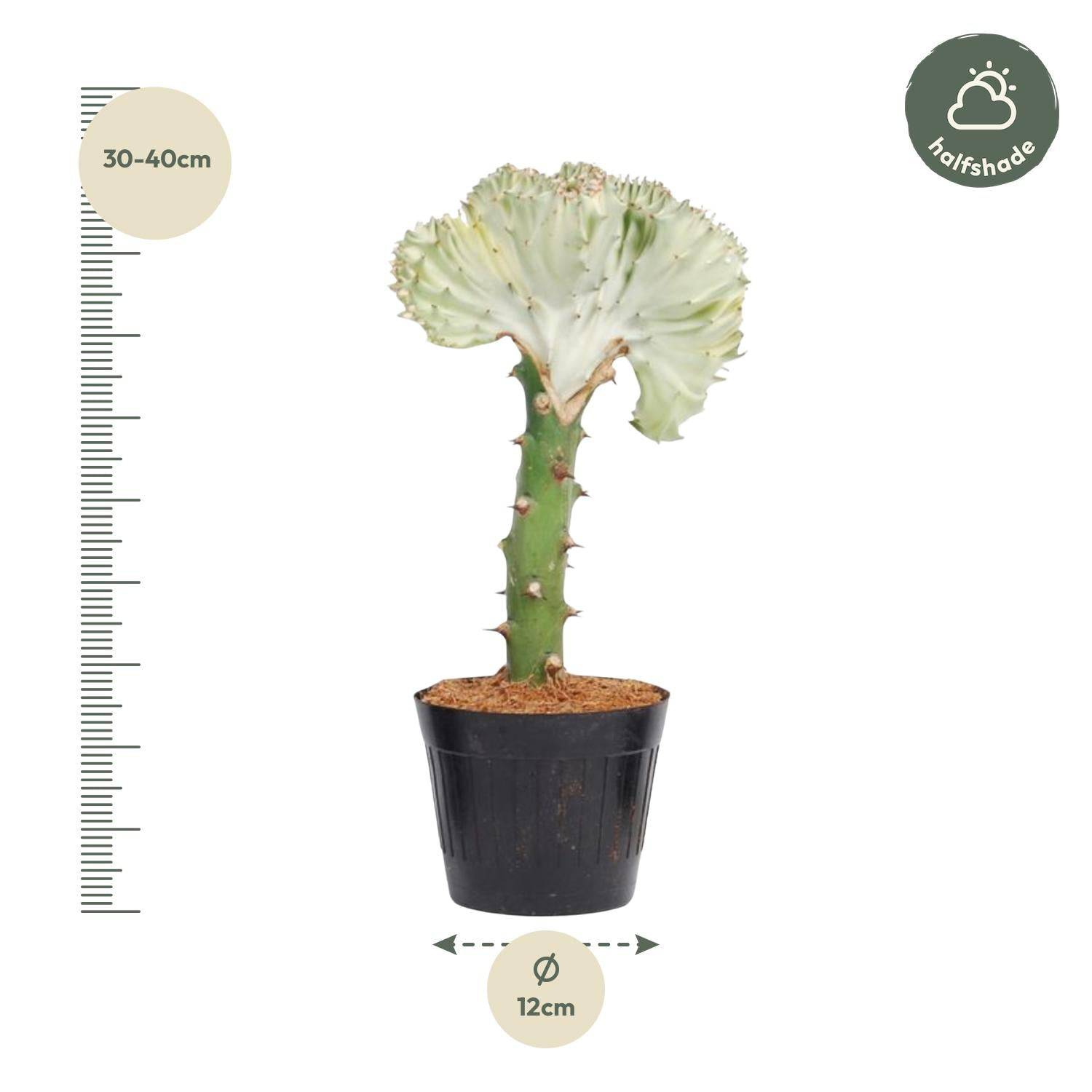 Euphorbia lactea cristata weiß – 35 cm – Ø12 - Botanic-Vibes