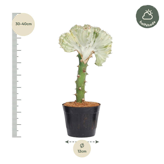 Euphorbia lactea cristata weiß – 35 cm – Ø12 - Botanic-Vibes