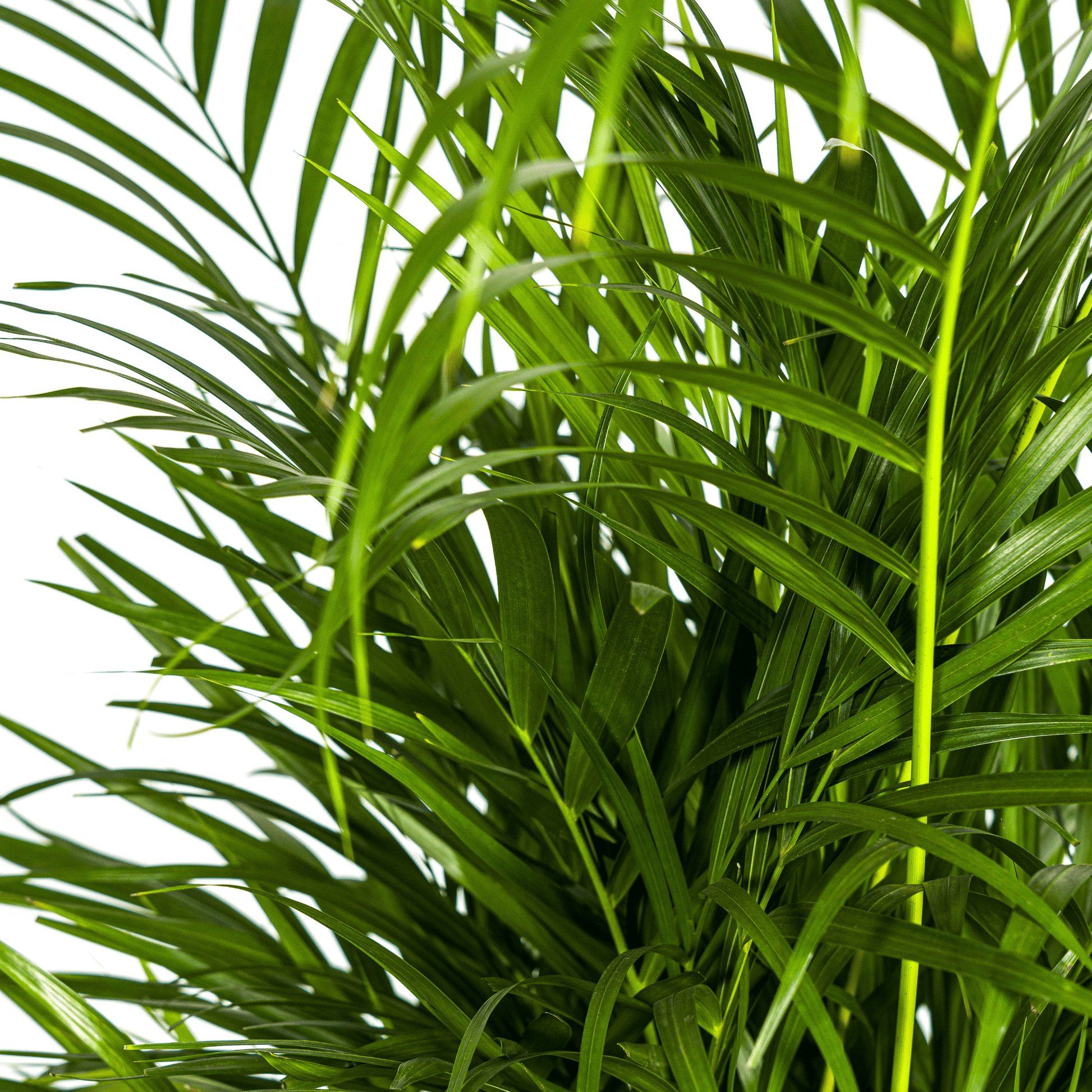 Dypsis Areca Lutescens Ø21cm - ↕100 - 120cm - Botanic-Vibes