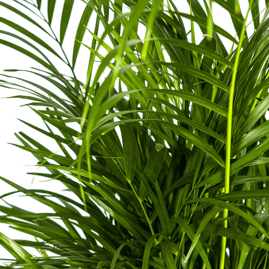 Dypsis Areca Lutescens Ø21cm - ↕100 - 120cm - Botanic-Vibes
