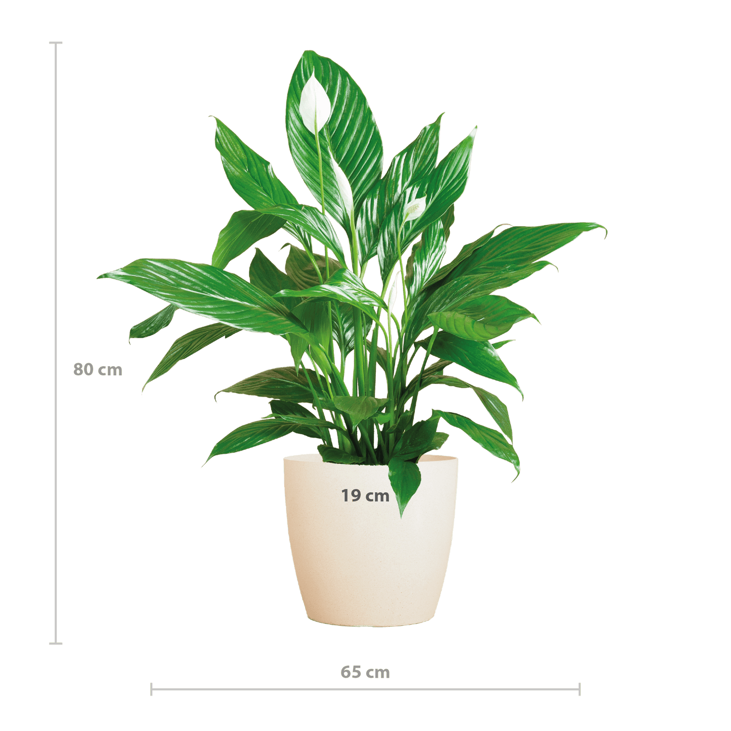 Spathiphyllum mit Viber weiß – 80 cm – Ø21 - Botanic-Vibes