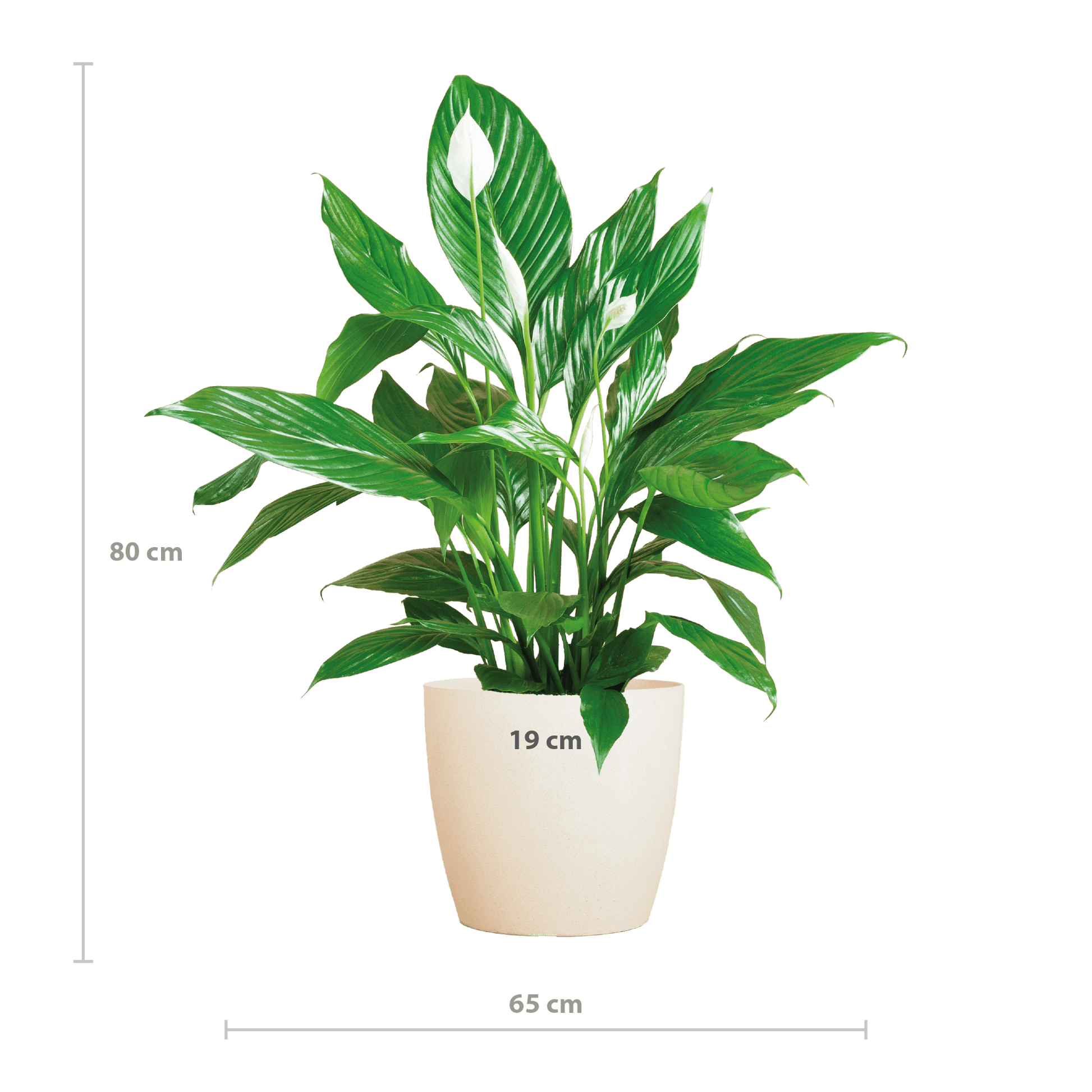 Spathiphyllum mit Viber weiß – 80 cm – Ø21 - Botanic-Vibes