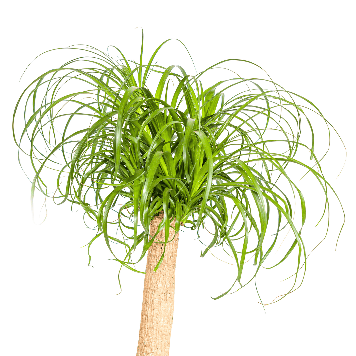 Beaucarnea Recurvata Stam Ø24cm - ↕80 - 100cm - Botanic-Vibes