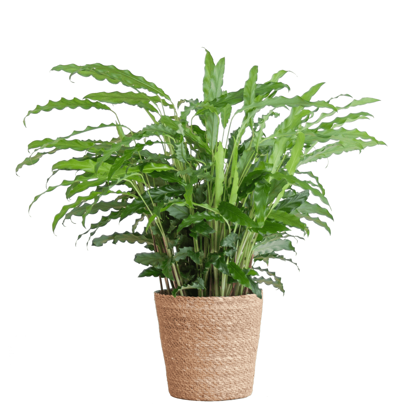 Calathea Rufibarba mit Sofia-Korb natur - 55cm - Ø17 - Botanic-Vibes