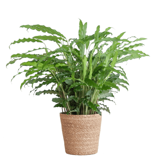 Calathea Rufibarba mit Sofia-Korb natur - 55cm - Ø17 - Botanic-Vibes