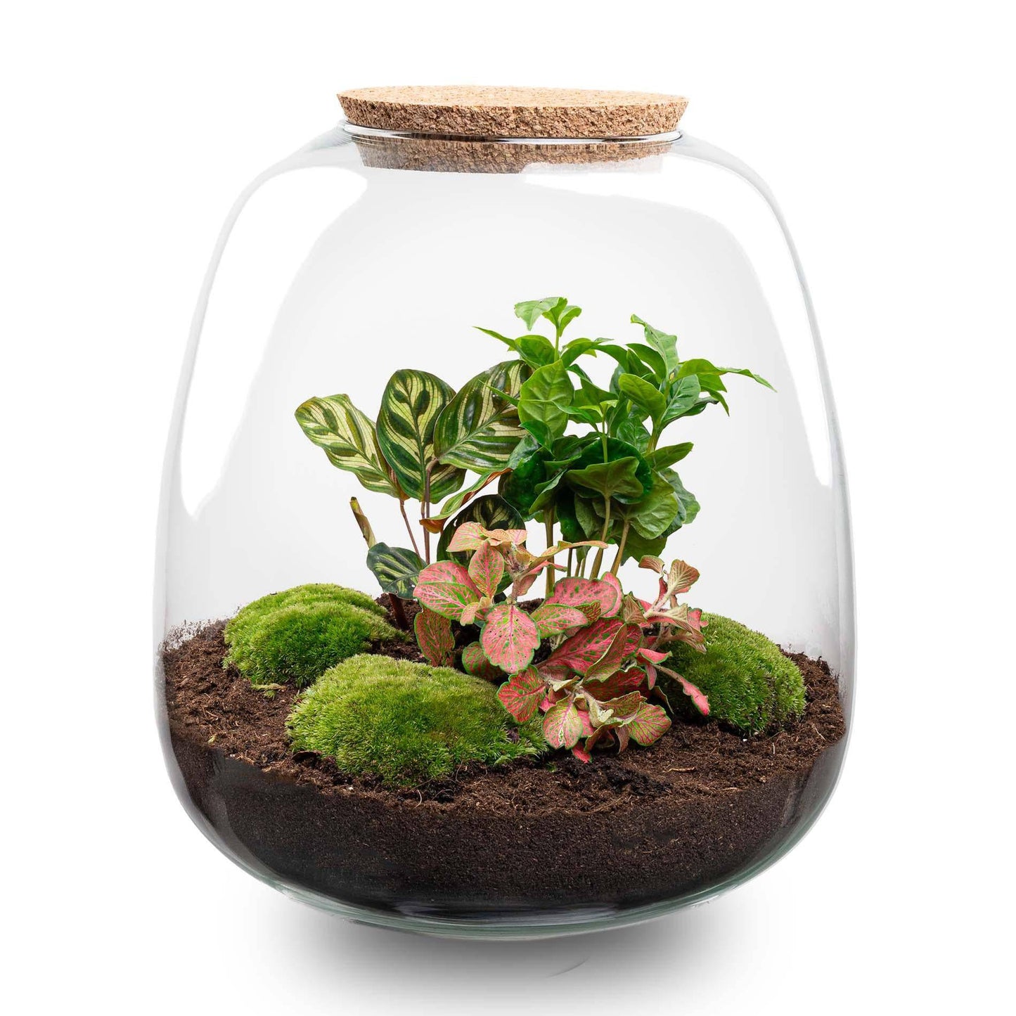 Pflanzterrarium „Emma“ – DIY-Set – 25 cm – Ø23 cm – Coffea Red - Botanic-Vibes