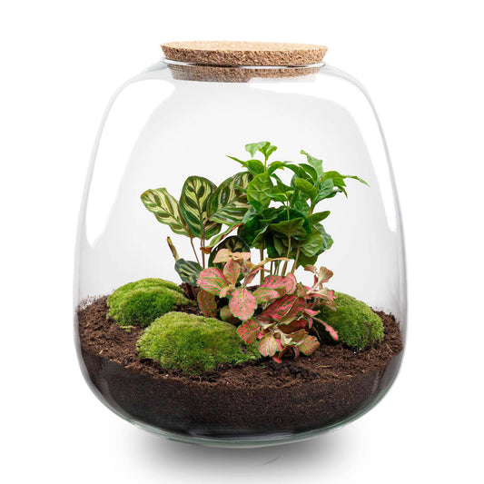 Pflanzterrarium „Emma“ – DIY-Set – 25 cm – Ø23 cm – Coffea Red - Botanic-Vibes