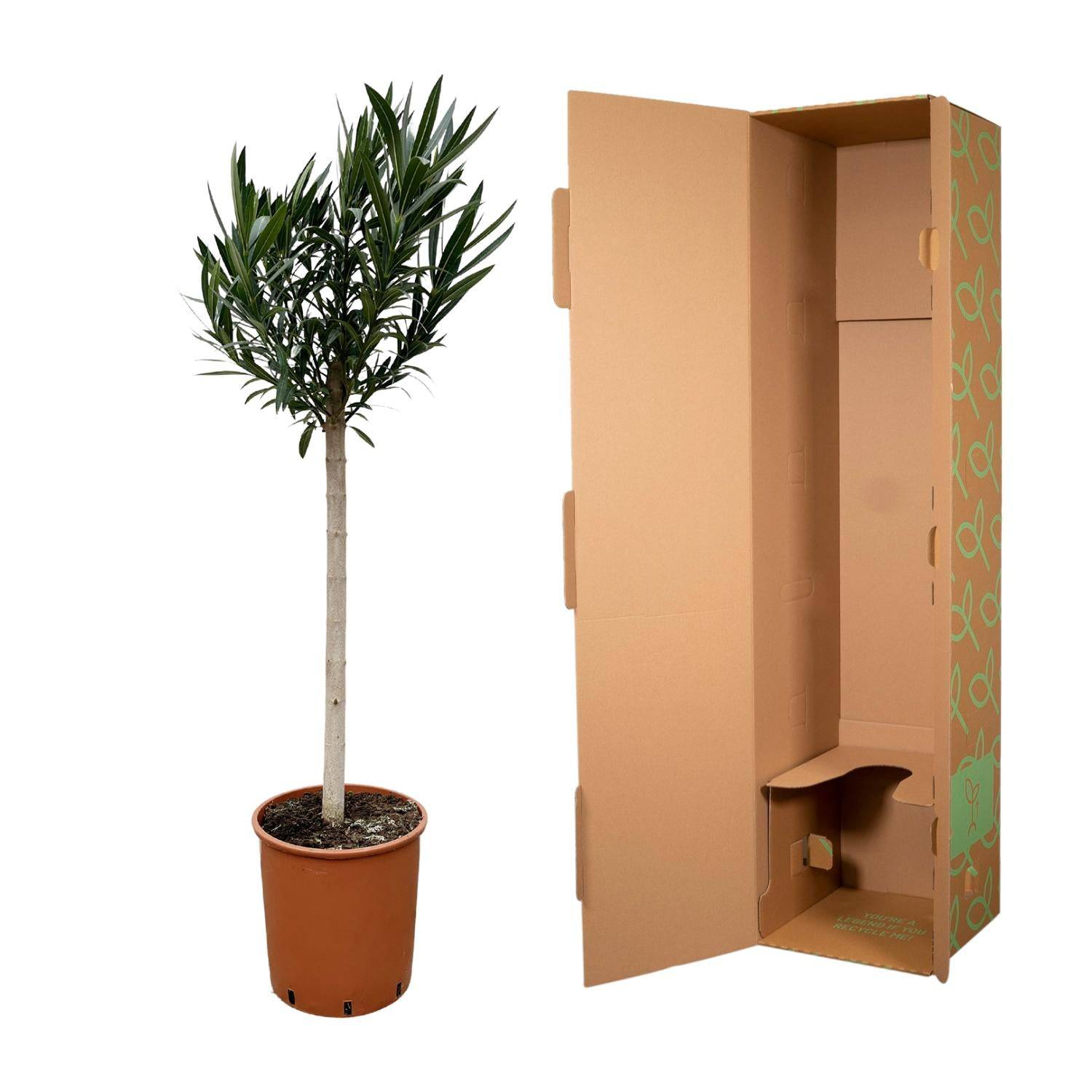 Nerium oleander auf Stamm mit rosa Blüte – 170 cm – Ø30 - Botanic-Vibes