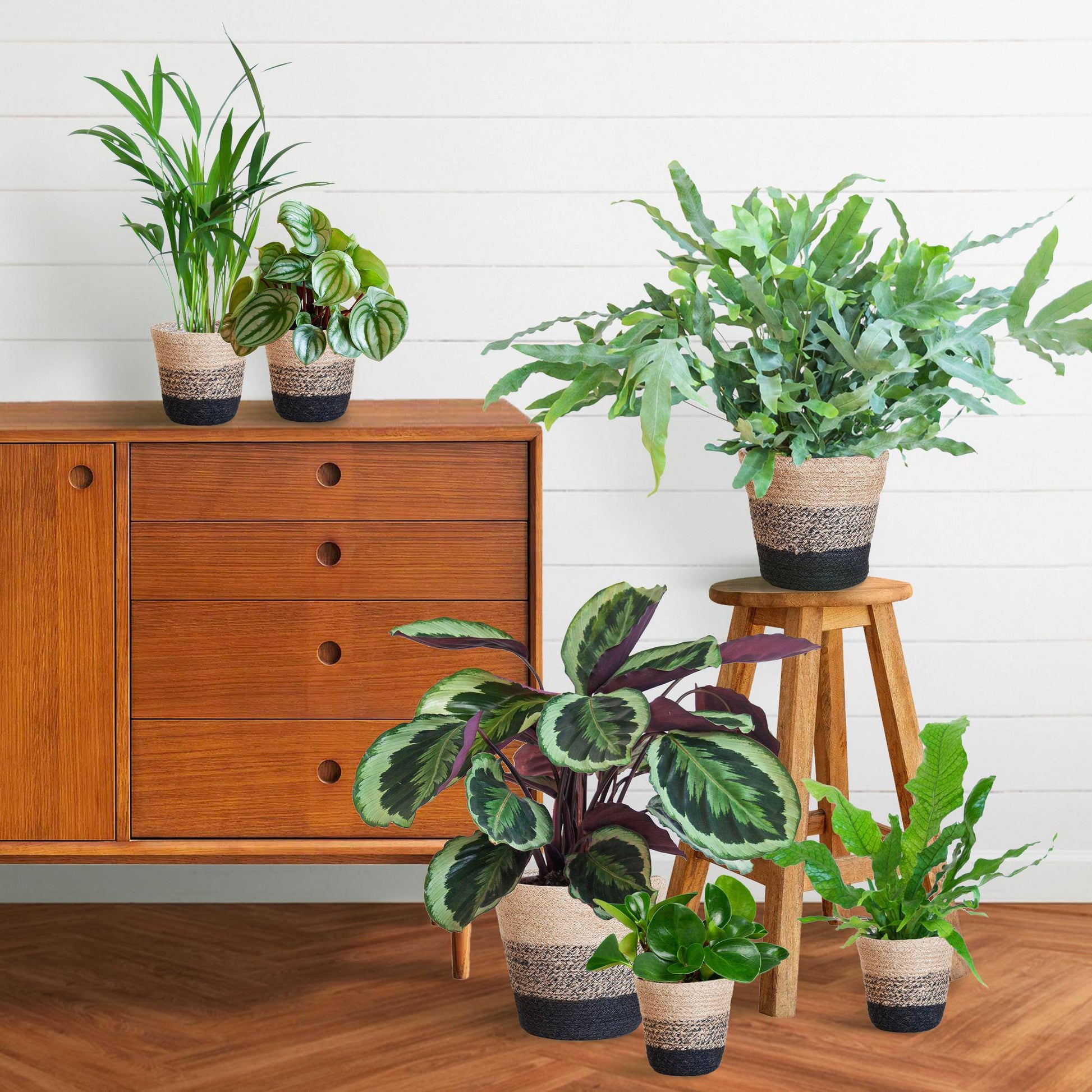 Haustierfreundliches Pflanzenset Groß - Botanic-Vibes
