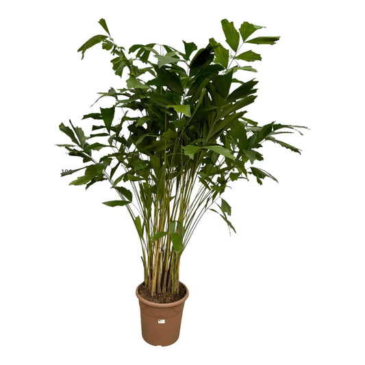 Caryota mitis – 250 cm – ø32 - Botanic-Vibes