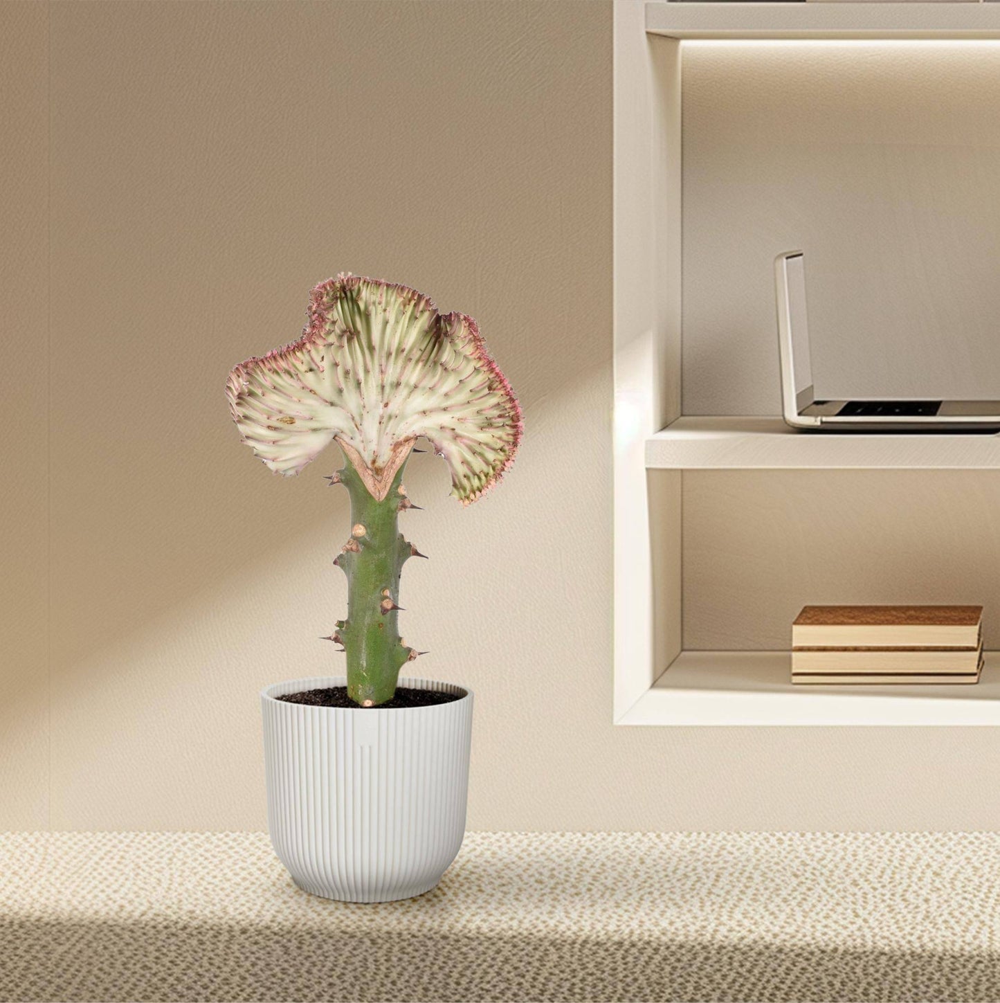 Euphorbia lactea cristata rot – 35 cm – Ø12 - Botanic-Vibes