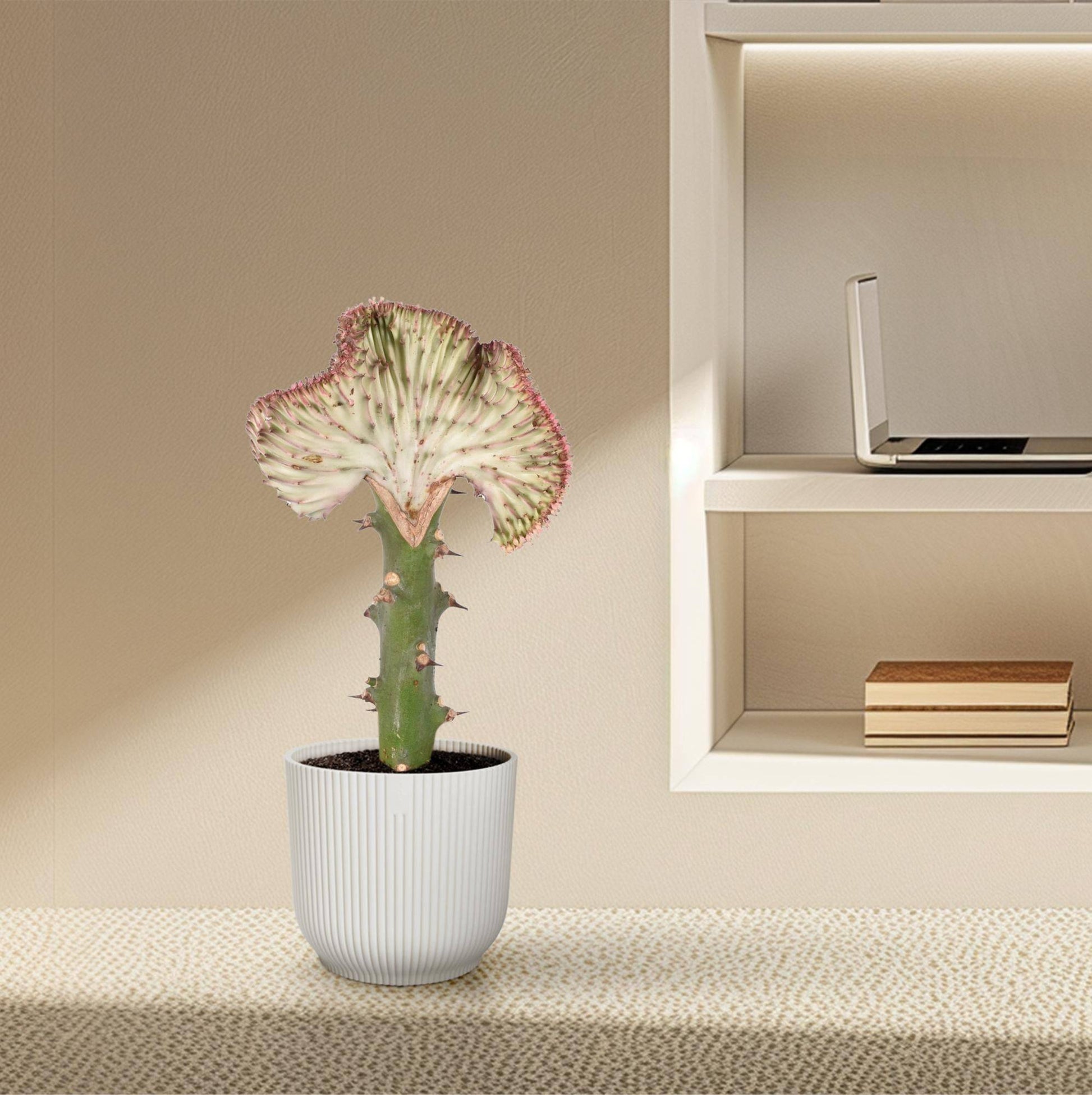 Euphorbia lactea cristata rot – 35 cm – Ø12 - Botanic-Vibes