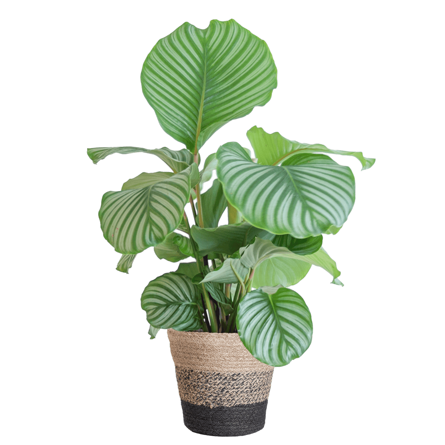 Calathea Orbifolia mit Lissabon-Korb schwarz  - 65cm - Ø21 - Botanic-Vibes