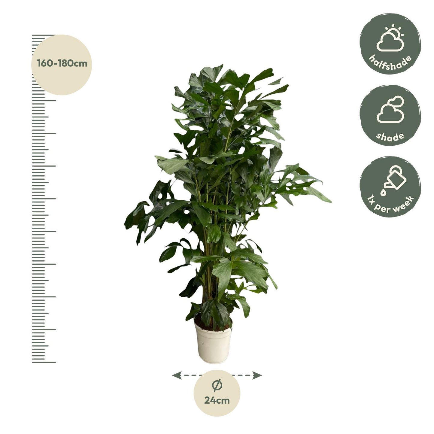 Caryota mitis – 180 cm – Ø27