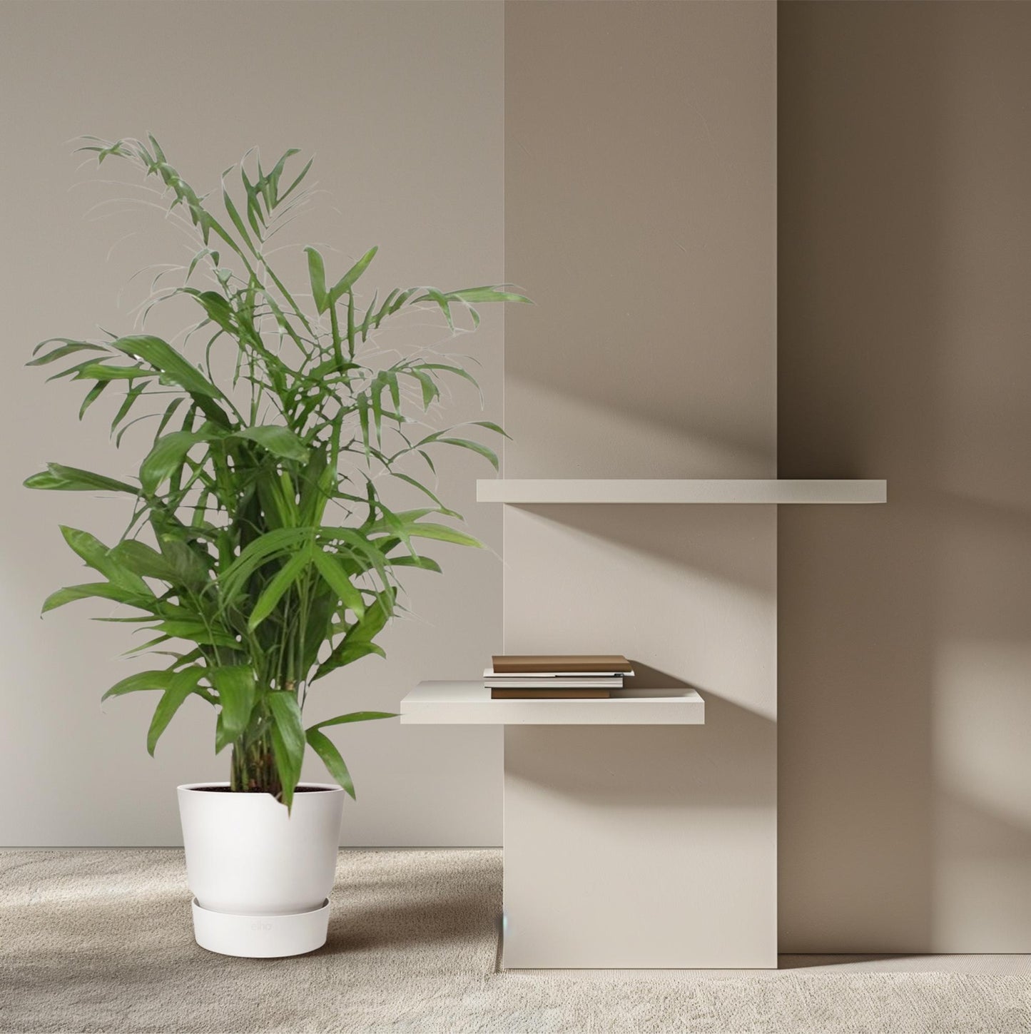 Chamaedorea seifrizii – 140 cm – Ø27