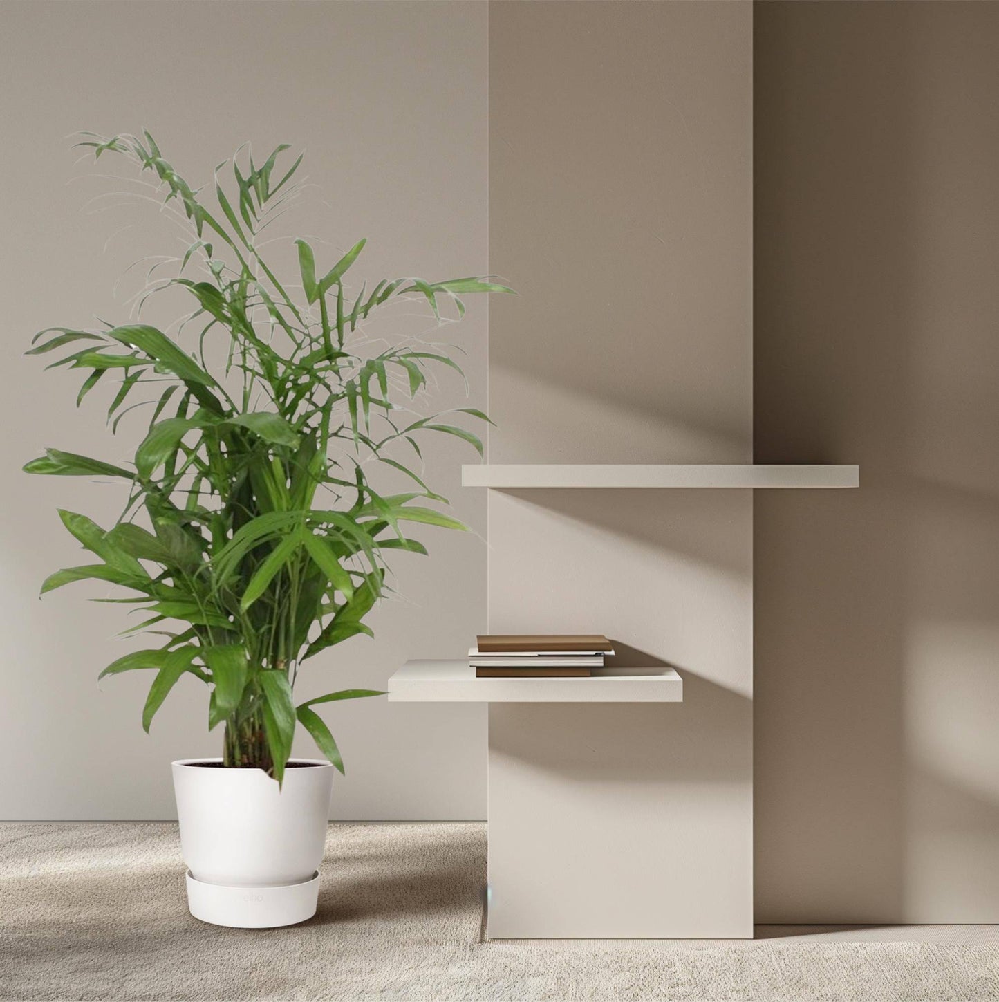 Chamaedorea seifrizii – 140 cm – Ø27 - Botanic-Vibes