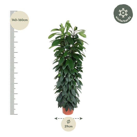 Ficus cyatistipula Säule – 150 cm – Ø29 - Botanic-Vibes