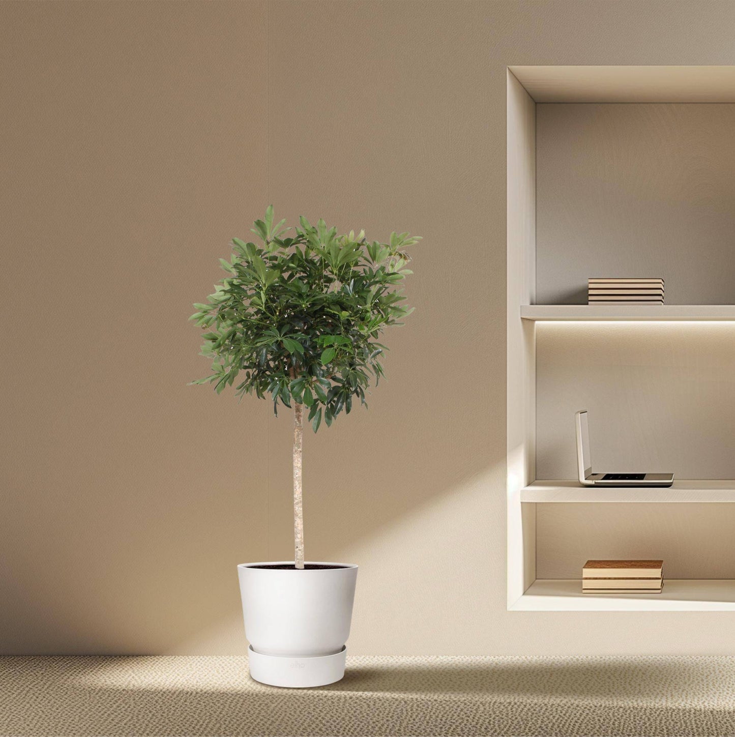 Schefflera arboricola Compacta – Baumform – 190 cm – Ø45 - Botanic-Vibes