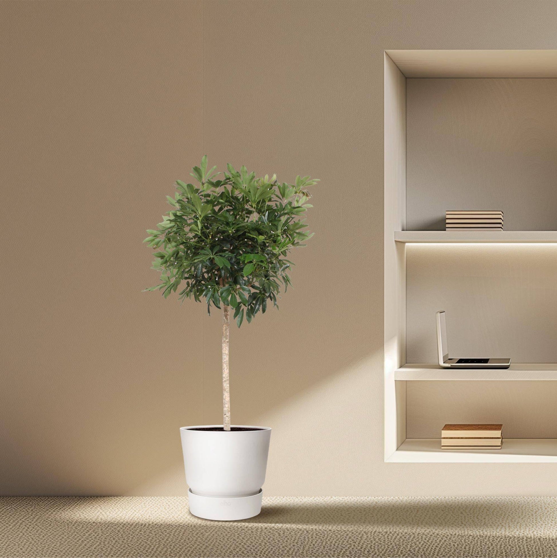 Schefflera arboricola Compacta – Baumform – 190 cm – Ø45 - Botanic-Vibes