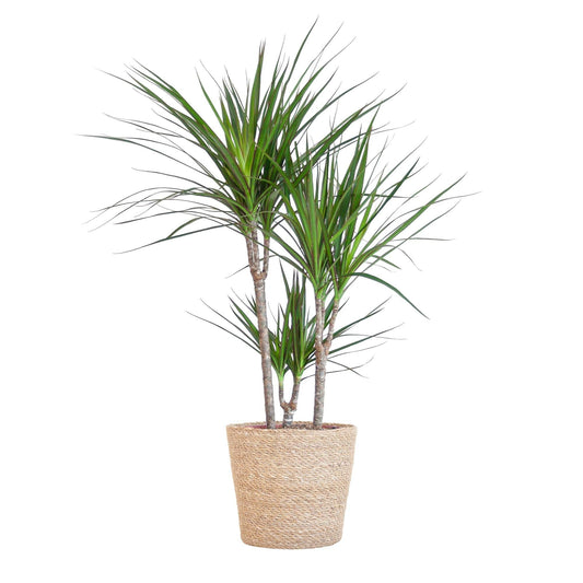 Dracaena Marginata mit naturfarbenem Korb  - 95cm - Ø21 - Botanic-Vibes