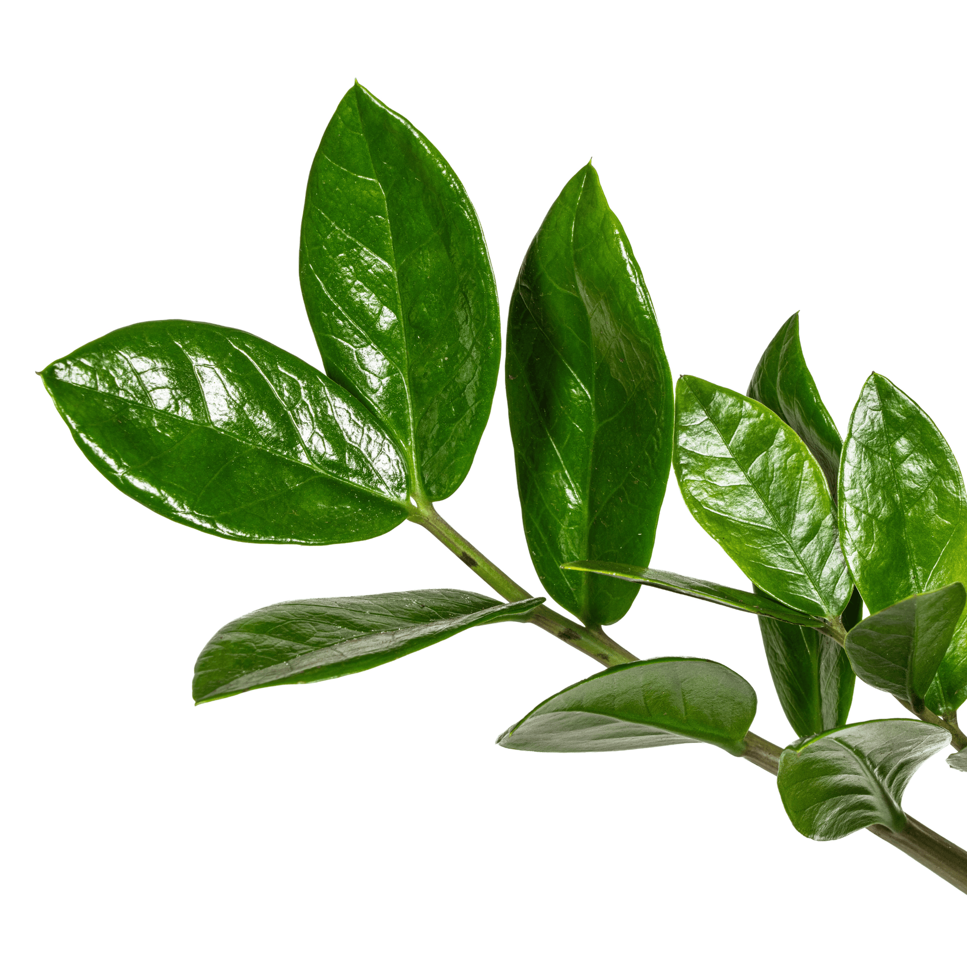 Zamioculcas Zamiifolia Ø17cm - ↕40-50cm - Botanic-Vibes