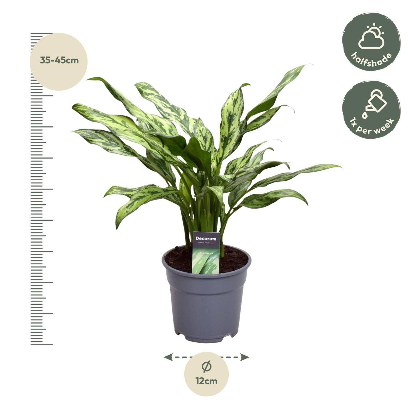 Aglaonema Juliette – 40 cm – Ø12 - Botanic-Vibes