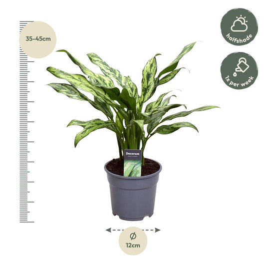 Aglaonema Juliette – 40 cm – Ø12 - Botanic-Vibes