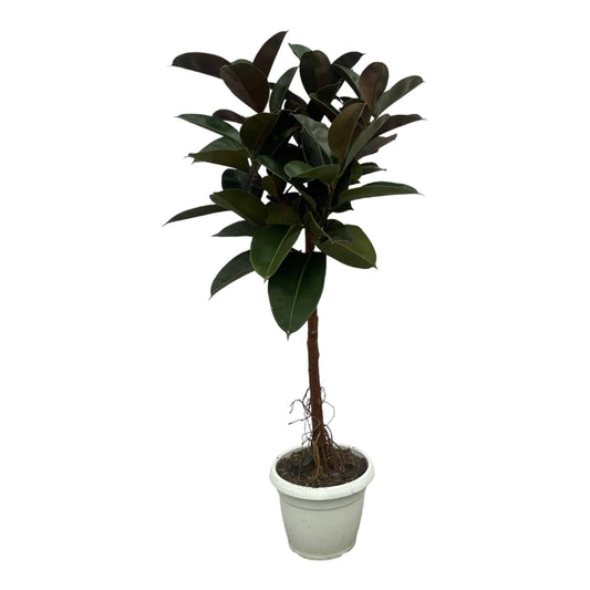 Ficus elastica 'Robusta' Stamm – 140 cm – Ø27 - Botanic-Vibes
