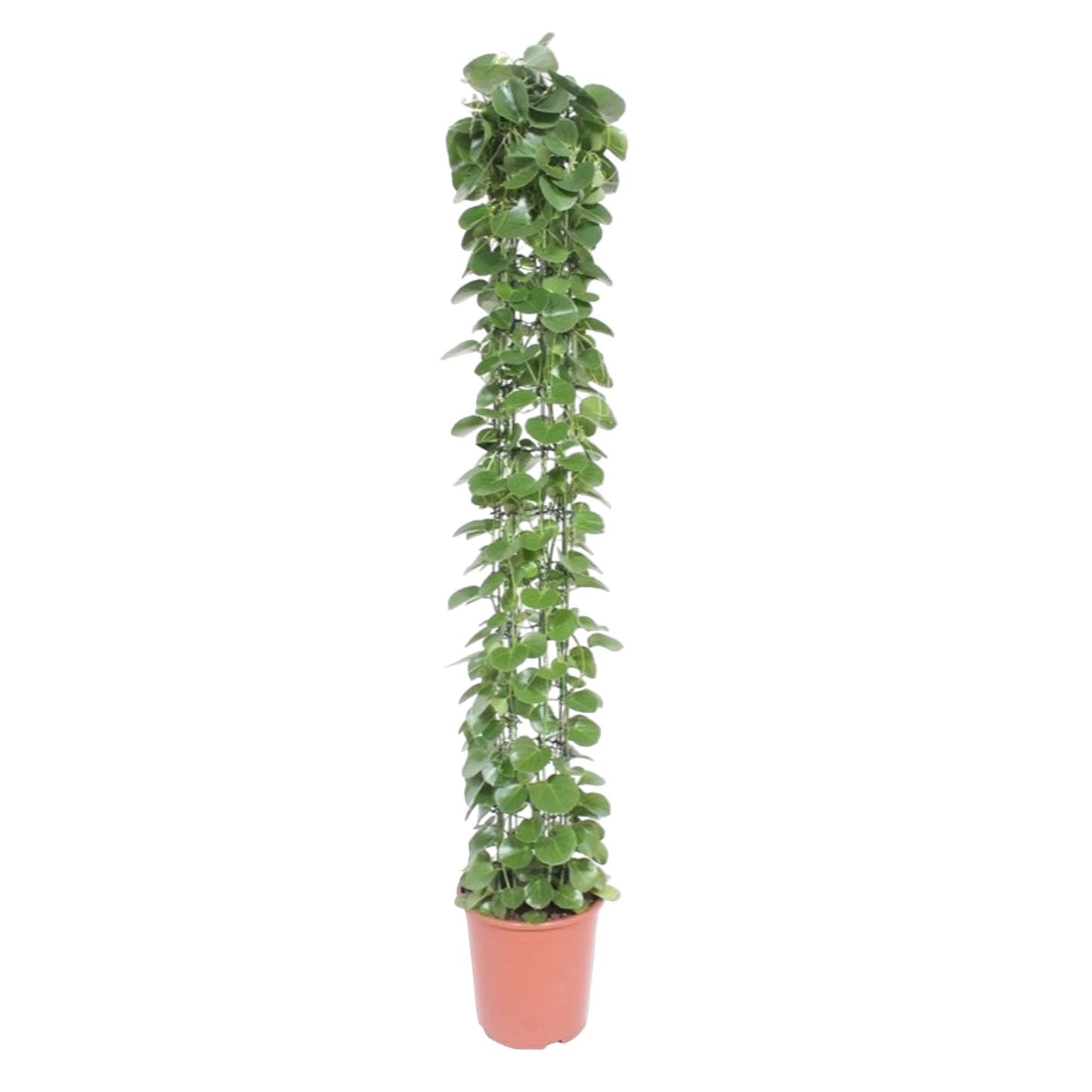 Cissus rotundifolia mit Rankgitter – 160 cm – Ø27
