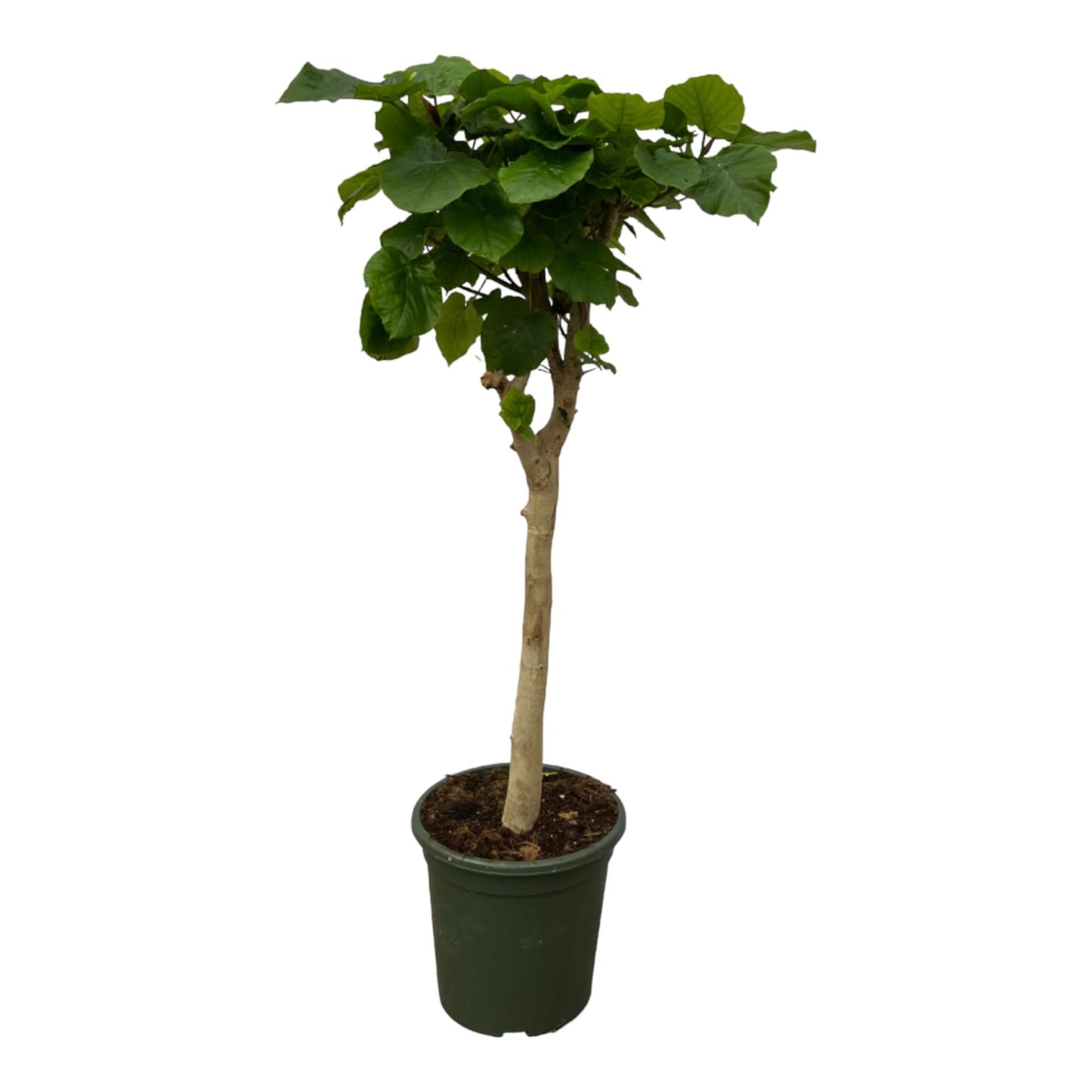Ficus Umbellata Stamm – 140 cm – Ø30 - Botanic-Vibes