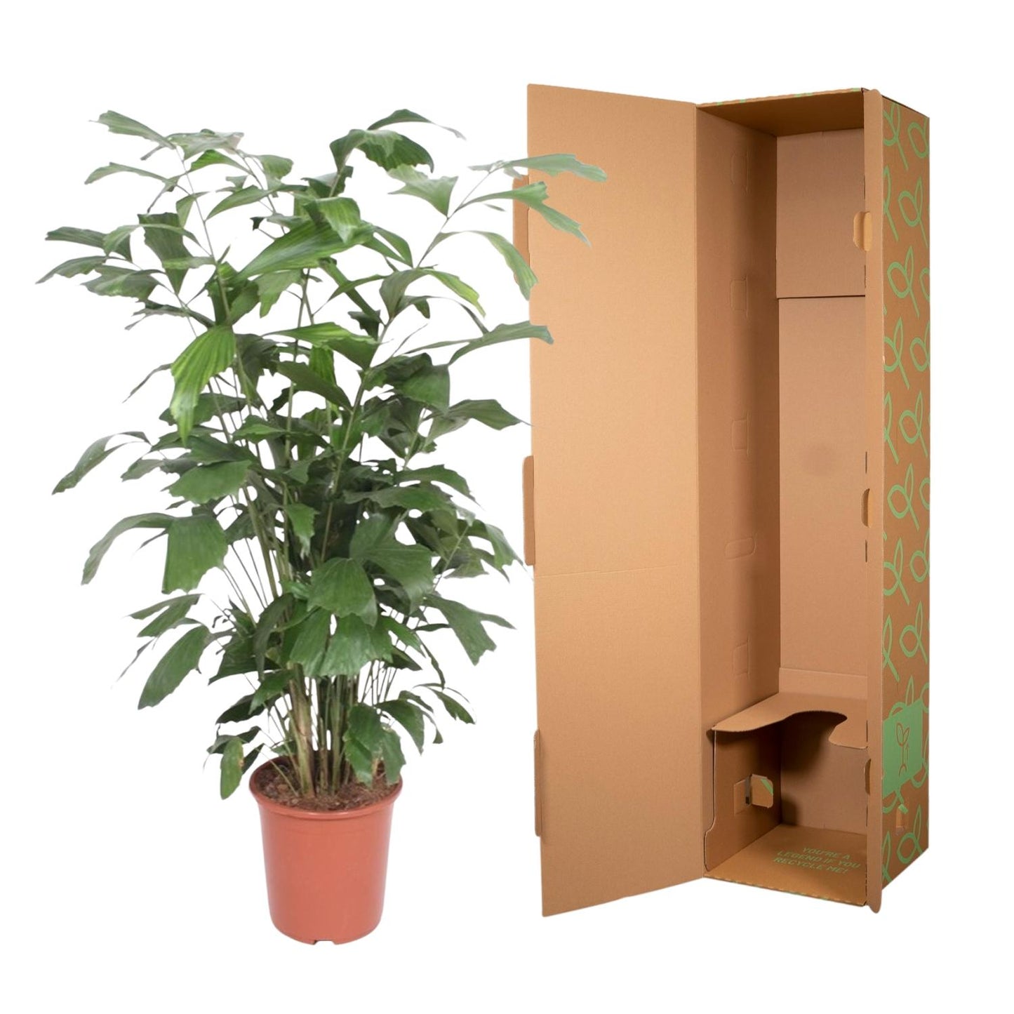 Caryota mitis – 140 cm – Ø27