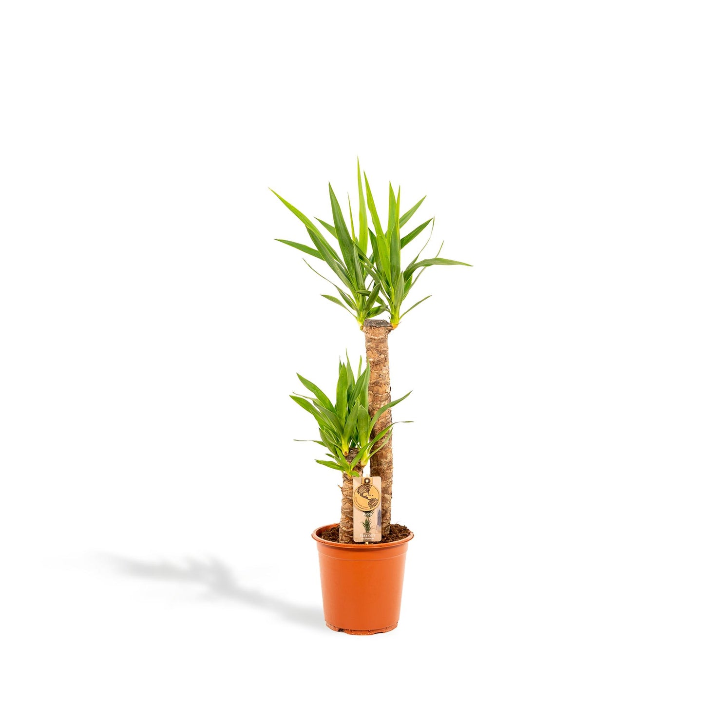 Yucca – Ø21cm – 100cm