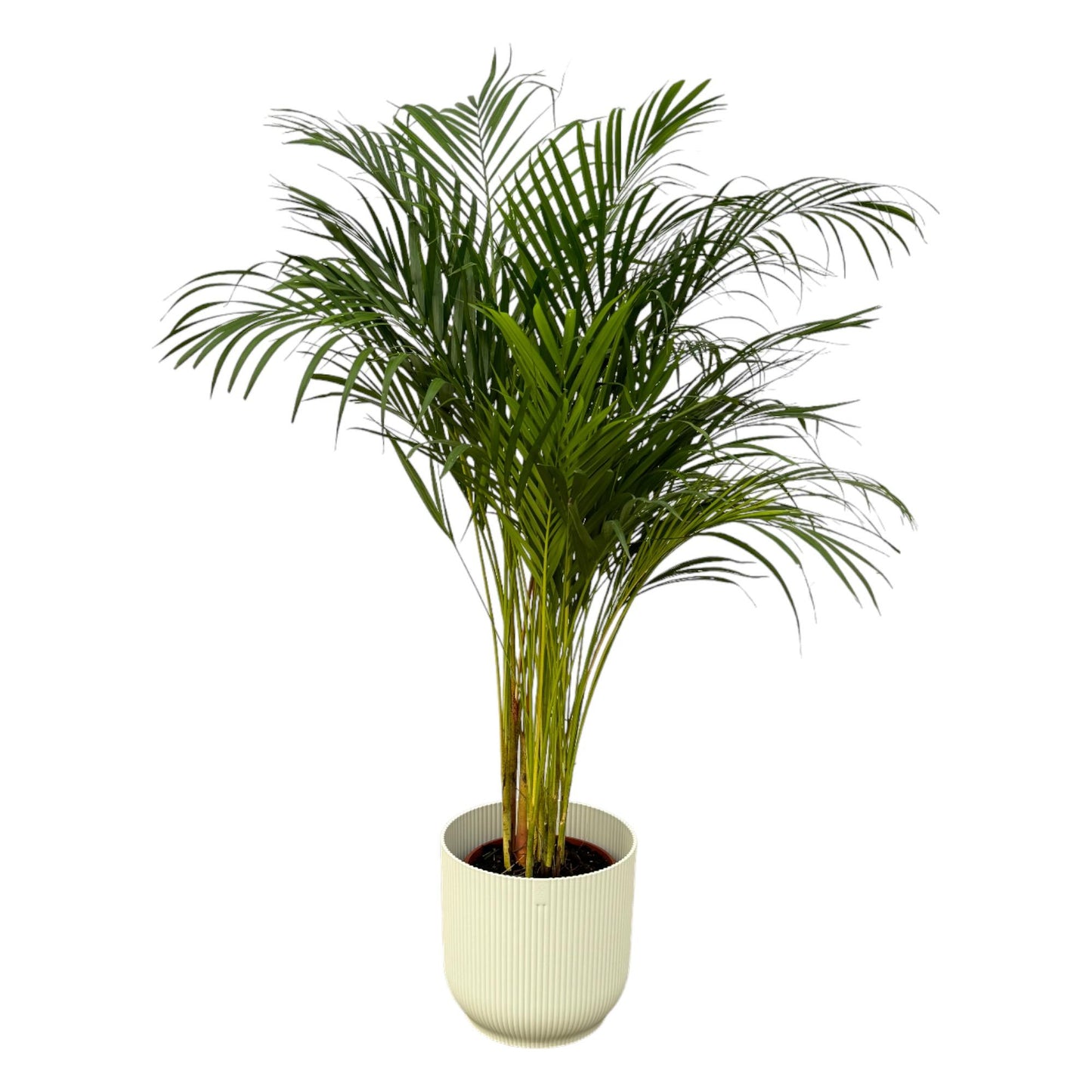 Areca-Palme – 130 cm – Ø24 inklusive elho Vibes Fold Round weiß D30×H27