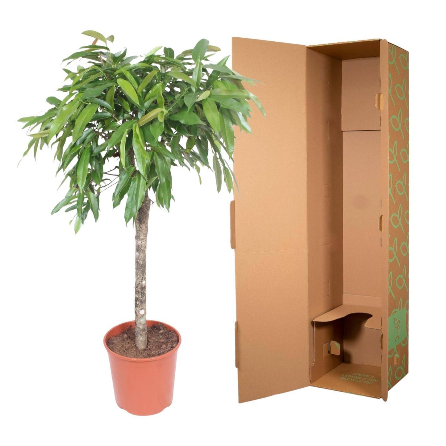 Ficus 'Amstel King' – 130 cm – Ø30 - Botanic-Vibes