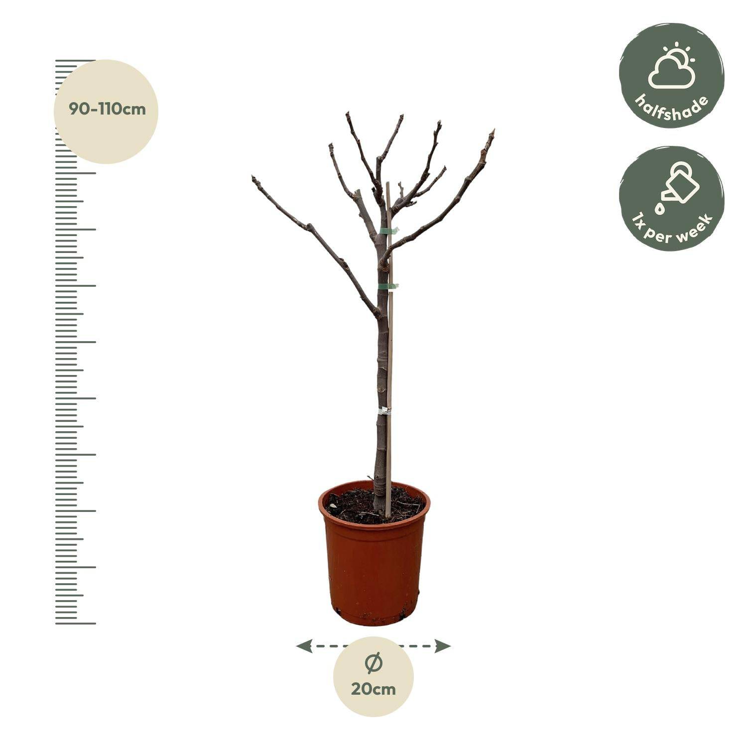 Ficus carica auf Stamm – 100 cm – Ø20 - Botanic-Vibes