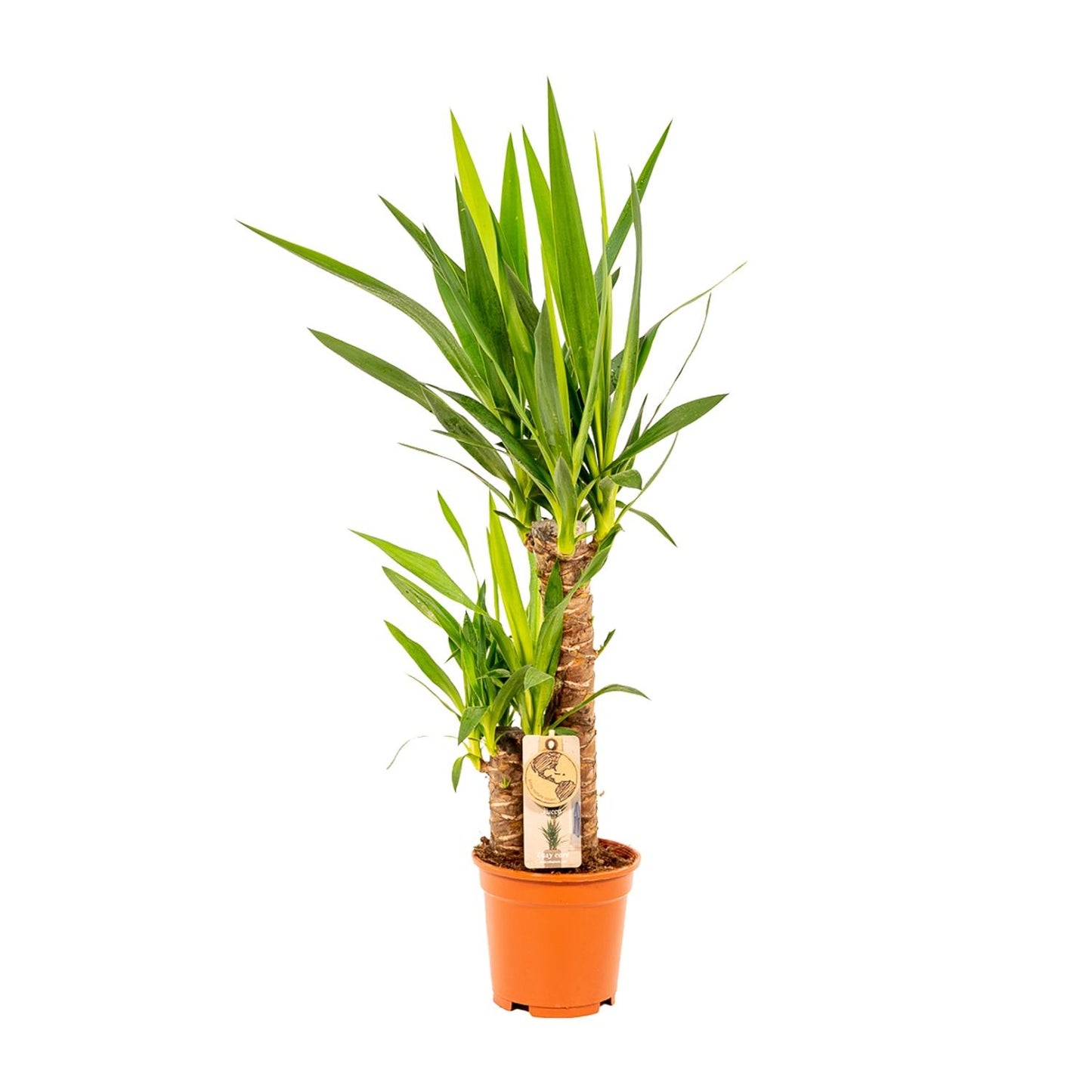 Yucca – Ø17cm – 90cm
